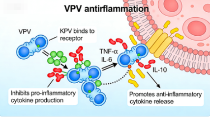 KPV KPV