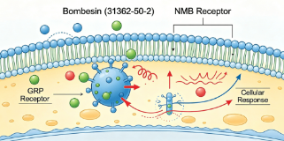 Bombesin CAS NO.31362-50-2 Bombesin CAS NO.31362-50-2